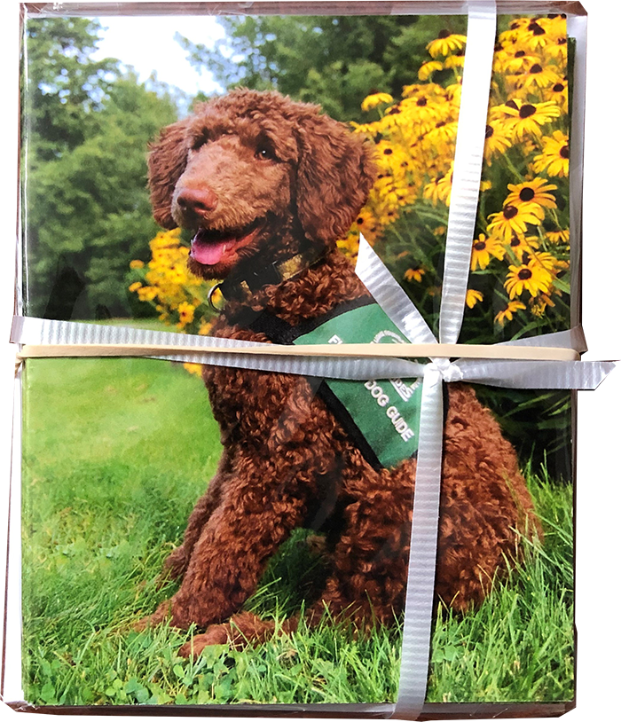 Poodle Blank Greeting Cards - Click Image to Close